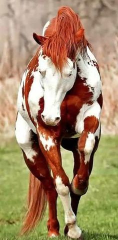 a brown and white horse with red hair running in the grass on a sunny day