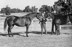 two horses standing next to each other in a field