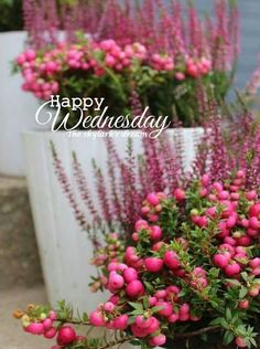 some pink flowers are in a white planter