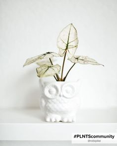 These plant pots will bring the fun in your home! Cute Pots, The Sunshine