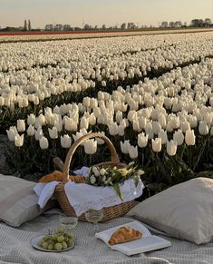 a large field full of white tulips and bread