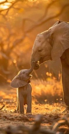 an adult elephant standing next to a baby elephant on top of a dry grass field