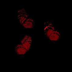 three red butterflies flying in the dark