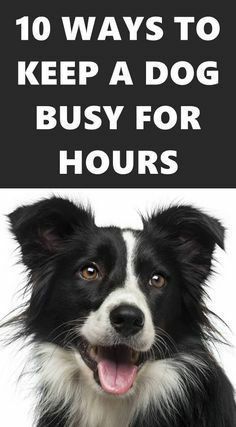 a black and white dog with the words 10 ways to keep a dog busy for hours