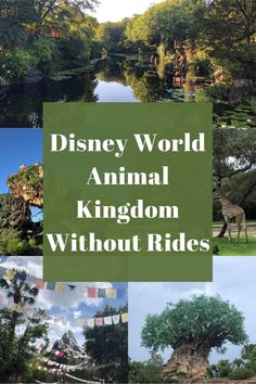 the disney world animal kingdom without rides