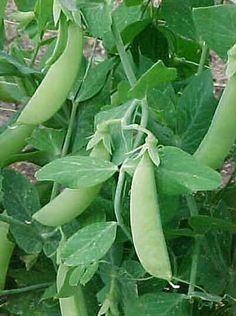 peas are growing on the plant with green leaves