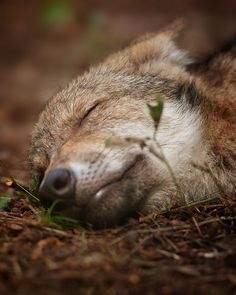 a close up of a sleeping animal with its eyes closed and it's head resting on the ground