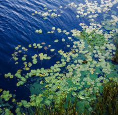 the water is full of lily pads and plants