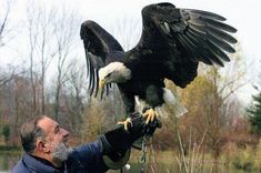 a man holding an eagle on his arm