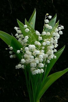 a bouquet of white flowers with the words good night written on it's side