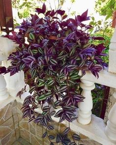 purple and green plants growing on the side of a white railing next to a brick wall