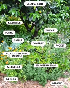 the garden is full of different types of plants