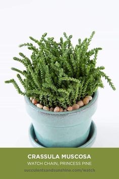 a small green plant in a blue pot with white rocks on the bottom and text that reads, grassula muscoa watch chain princess pine