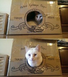 two pictures of a cat in a cardboard box with the caption trade to gosh may