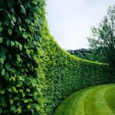 a large green hedge next to a lush green field