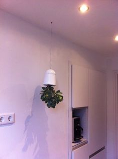 a white refrigerator freezer sitting inside of a kitchen next to a potted plant