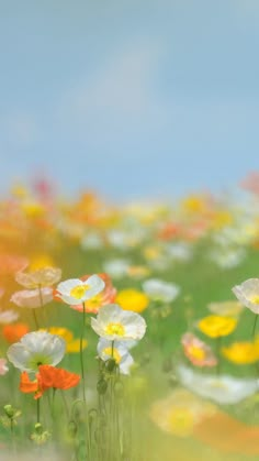 a field full of colorful flowers with blue sky in the backgrounnds