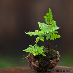 a small green plant sitting on top of a piece of wood with moss growing out of it