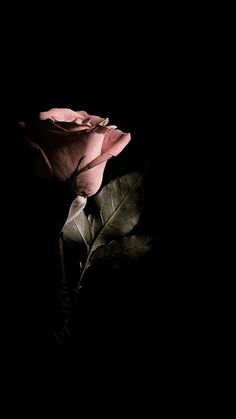 a single pink rose is lit up in the dark