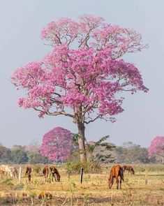 horses graze in the grass near a tree with pink flowers