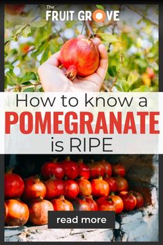 a person holding an apple in their hand with the words how to know a pomegranate is ripe