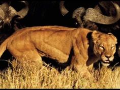 a lion is standing in tall grass with other animals behind him and looking at the camera