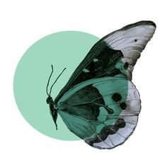 a close up of a butterfly on a green circle