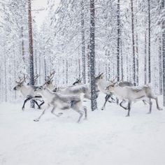 a herd of deer running through the snow