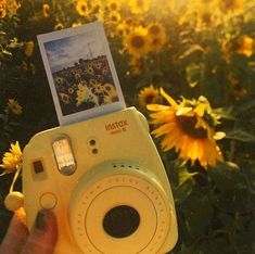 someone holding up a polaroid camera in front of a field of sunflowers