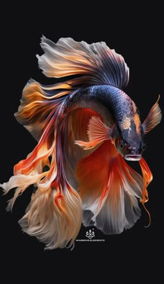 an orange and blue siamese fish with long tail on black background, side view