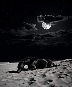 a horse that is laying down in the sand