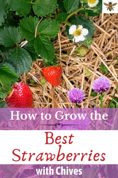 strawberries and flowers with the title how to grow the best strawberries with chives