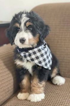 a small black and white dog sitting on top of a brown couch wearing a bandana