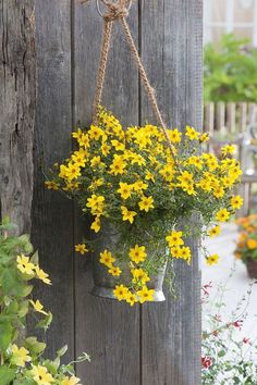 yellow flowers are hanging from the side of a wooden fence with rope attached to it