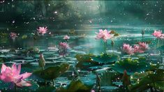 pink water lilies floating on top of lily pads