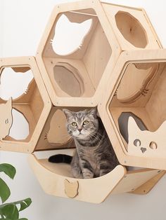 a cat sitting in the middle of a wooden structure with holes on it's sides