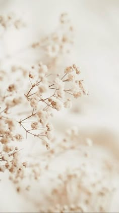 some white flowers are in the middle of a blurry photo on a light colored background