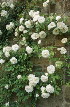 white roses growing on the side of a brick wall