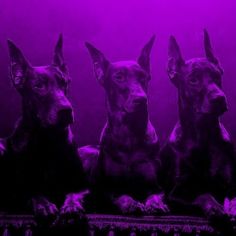 three doberman dogs are sitting in front of a purple background and looking at the camera