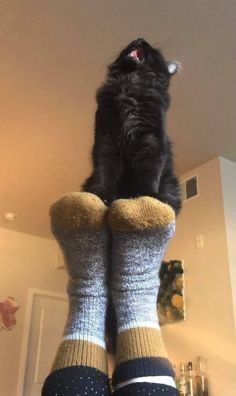 a black cat sitting on top of someone's feet with their legs in the air