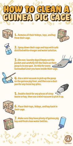 how to clean a guinea pig cage with instructions on how to clean it and what to use