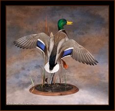 a duck with its wings spread out sitting on top of a wooden stand in front of a gray background