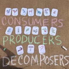 the words consumers, producers, and decomers written in chalk on a sidewalk