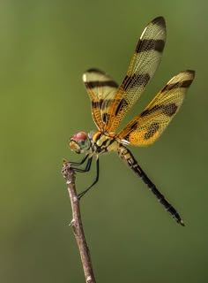 a yellow dragonfly sitting on top of a small branch with its wings spread out