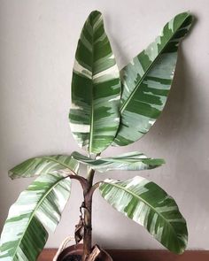 a potted plant sitting on top of a wooden table