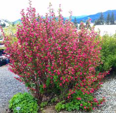 a bush with pink flowers in the middle of graveled area next to shrubbery