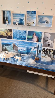 there are polar bears and penguins on display