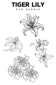 the tiger lily coloring page is shown in black and white, with three flowers on each side