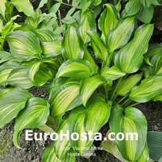 green plants with red sale sign in the background