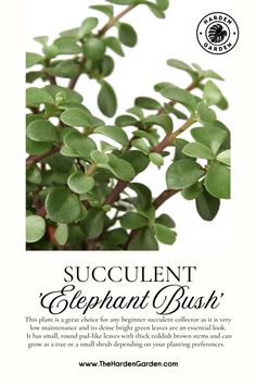 a plant with green leaves and the words succulentt elephant bush